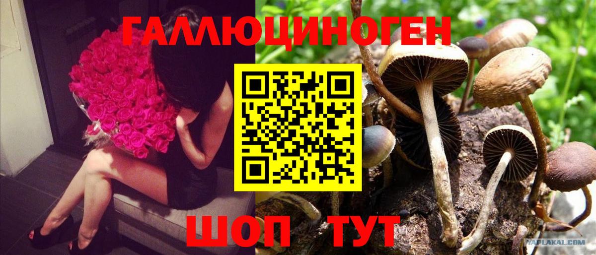Галлюциногенные грибы Cubensis  Вход с VPN  Михайловск 